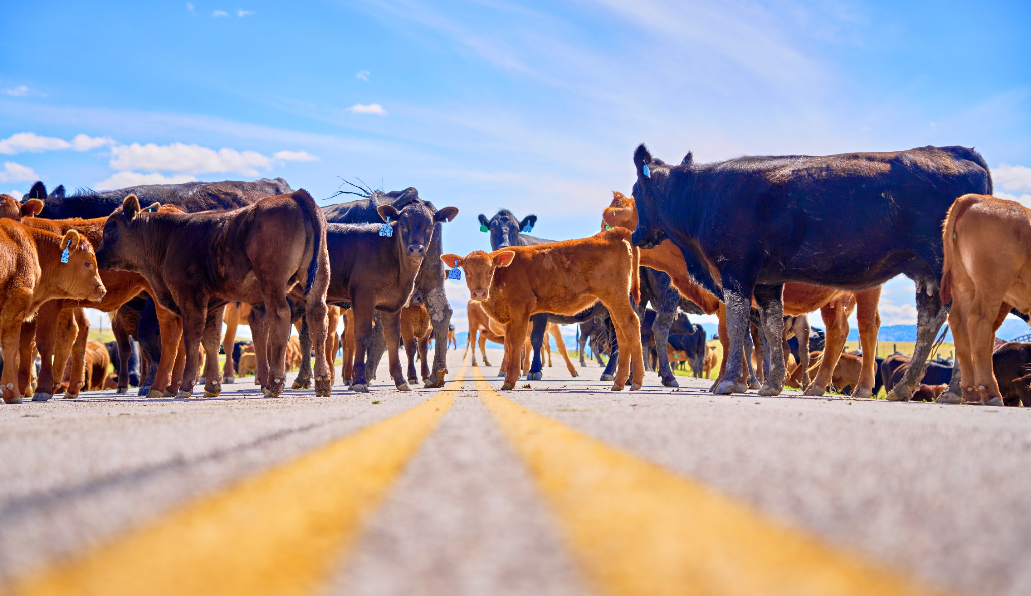 Cattle and calves across a Wyoming road beneath a blue sky